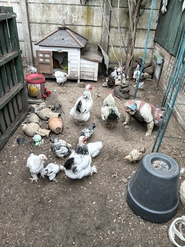 kuikens, Meerdere dieren, Kip