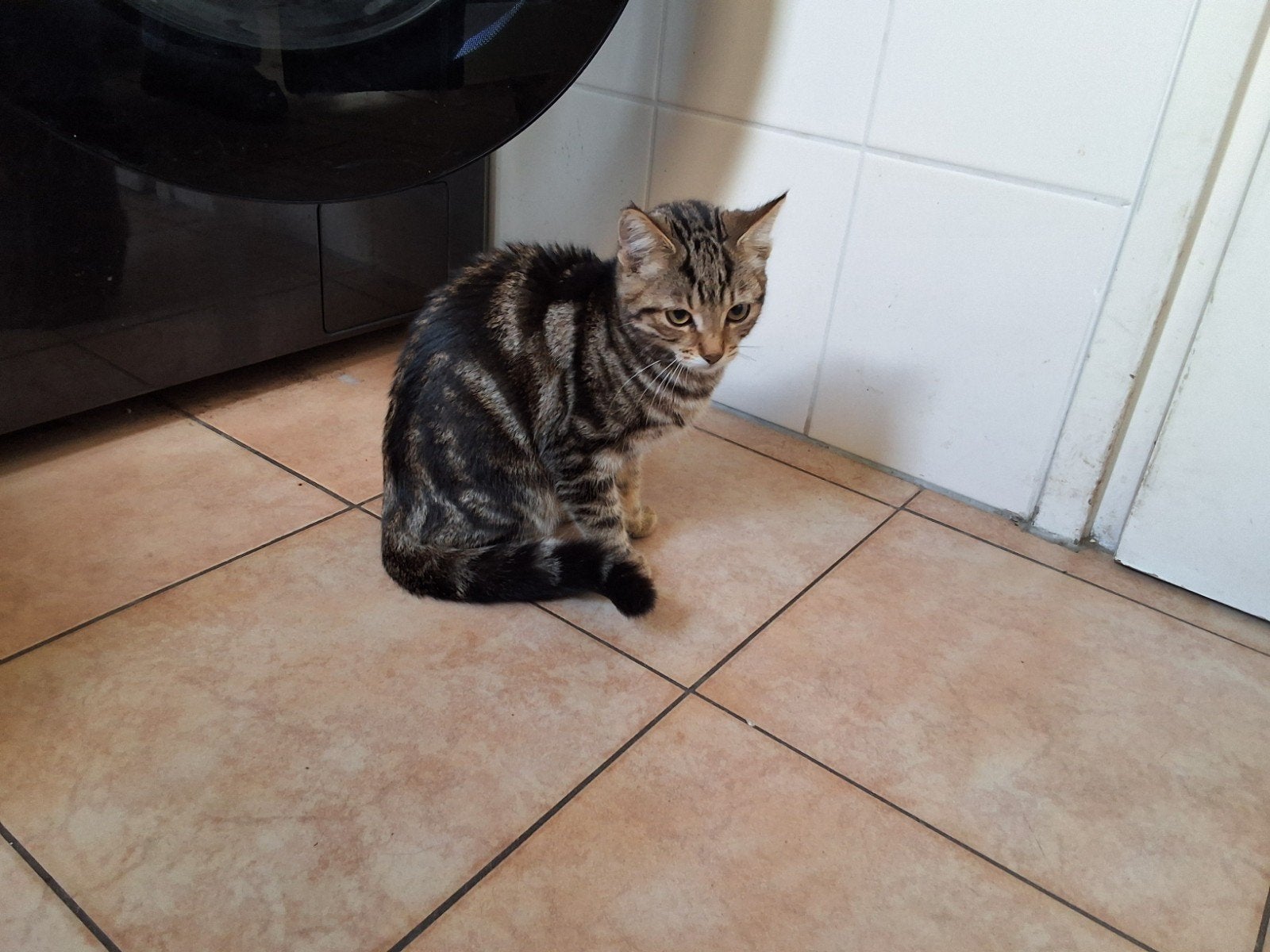 Kitten van april 2026, Dieren en Toebehoren, Meerdere dieren