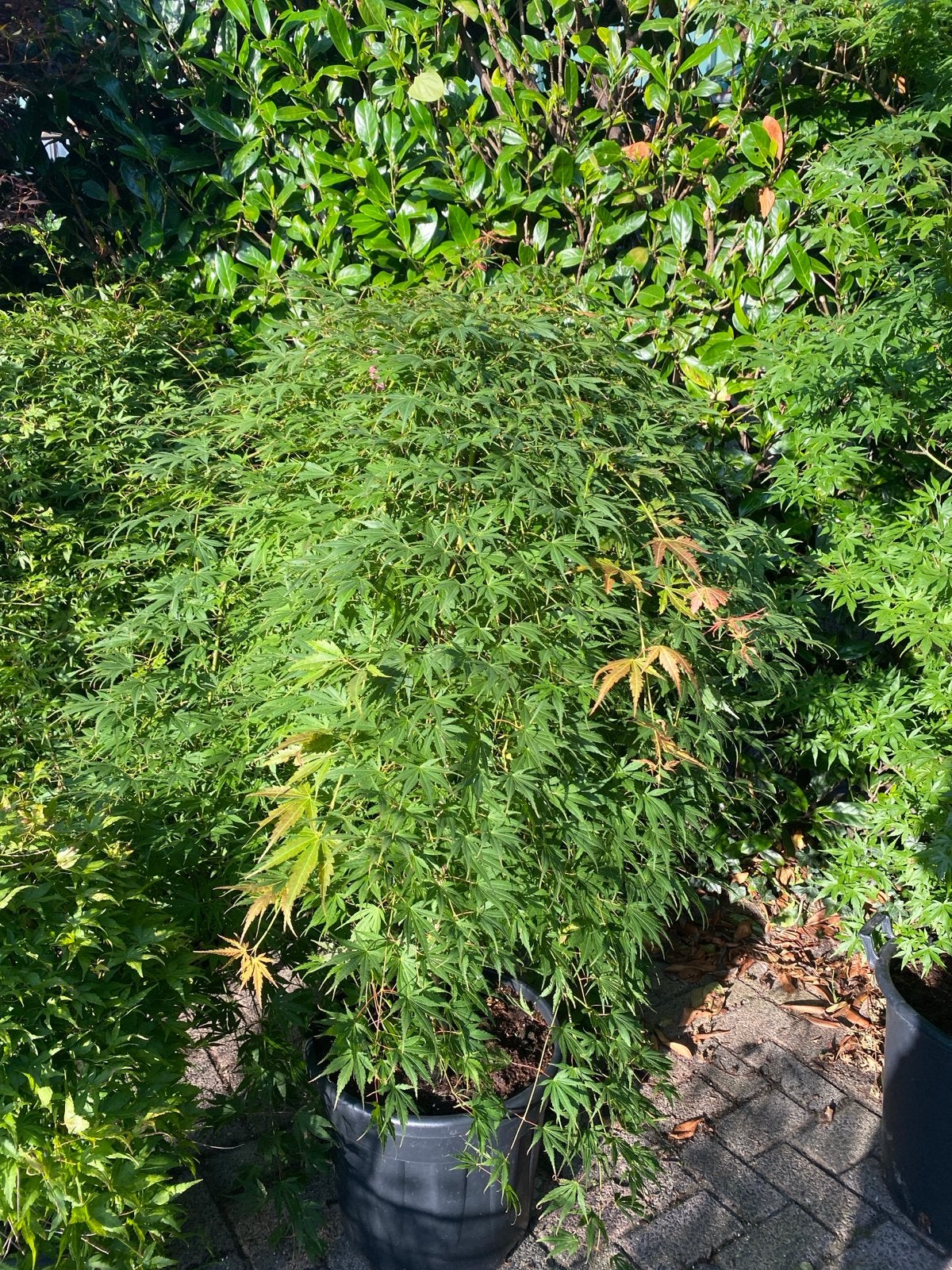 Japanse Esdoorn 'ryusen’, Tuin en Terras, Planten | Tuinplanten, Vaste plant, Bloeit niet, Halfschaduw, Ophalen