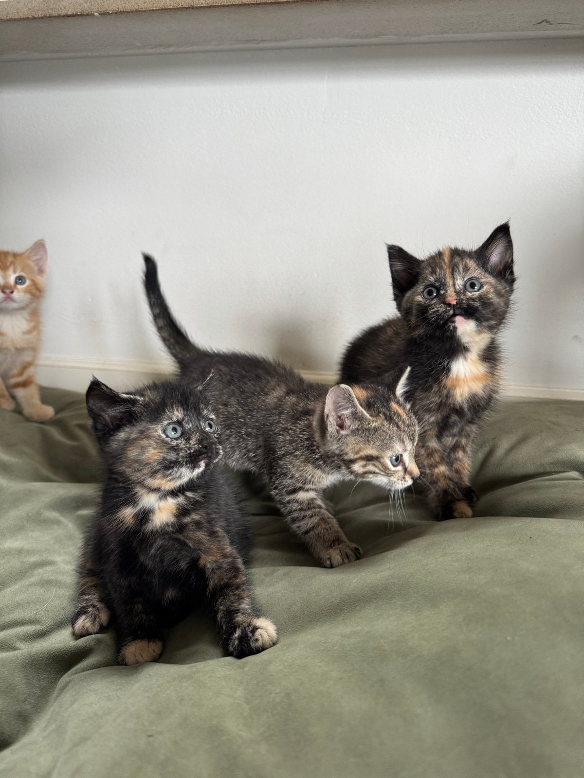 Lieve kittens, Dieren en Toebehoren, Poes