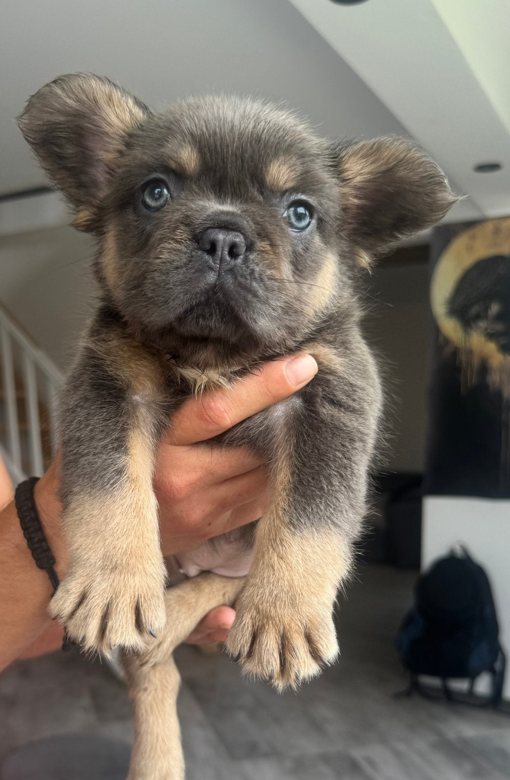 Franse Bulldog fluffy Bleu & Tan, Dieren en Toebehoren, Particulier, 8 tot 15 weken, Buitenland, Teef