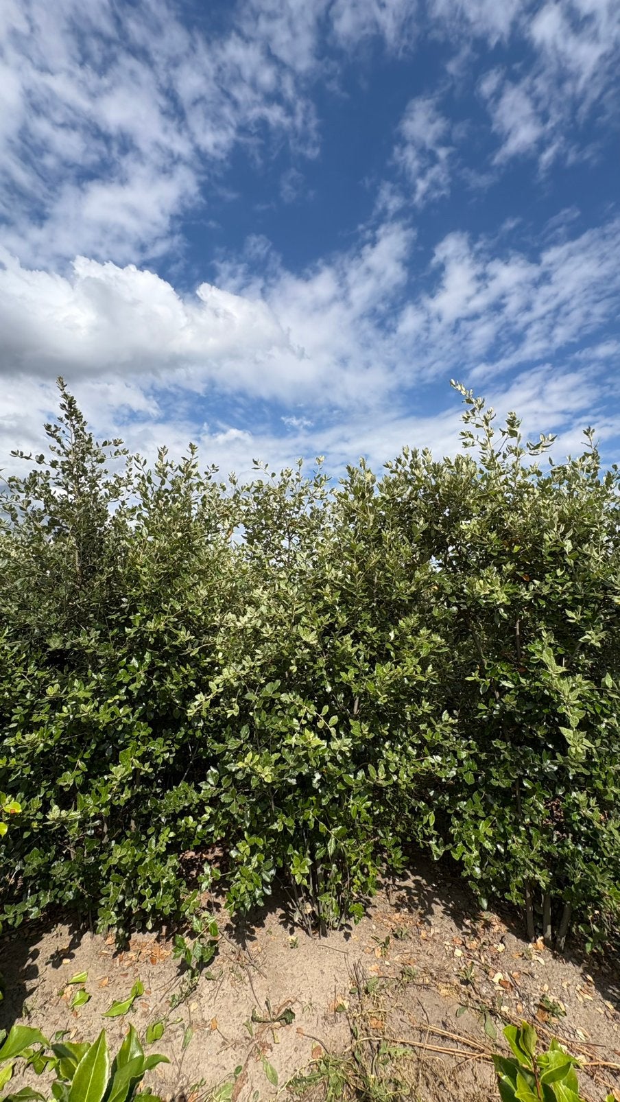Quercus ilex steeneik haag | haagplanten in maten leverbaar, Ophalen of Verzenden, Laurier, Minder dan 100 cm