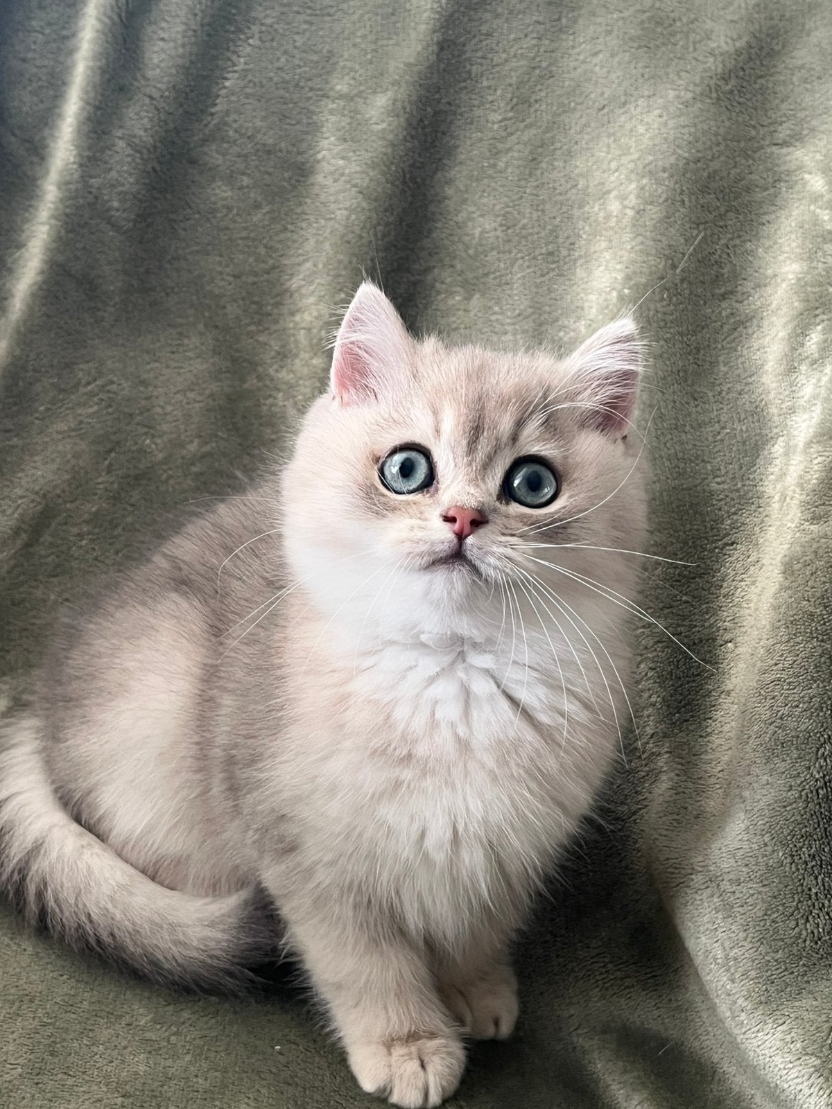 Britse korthaar kitten ,met stamboom, Dieren en Toebehoren