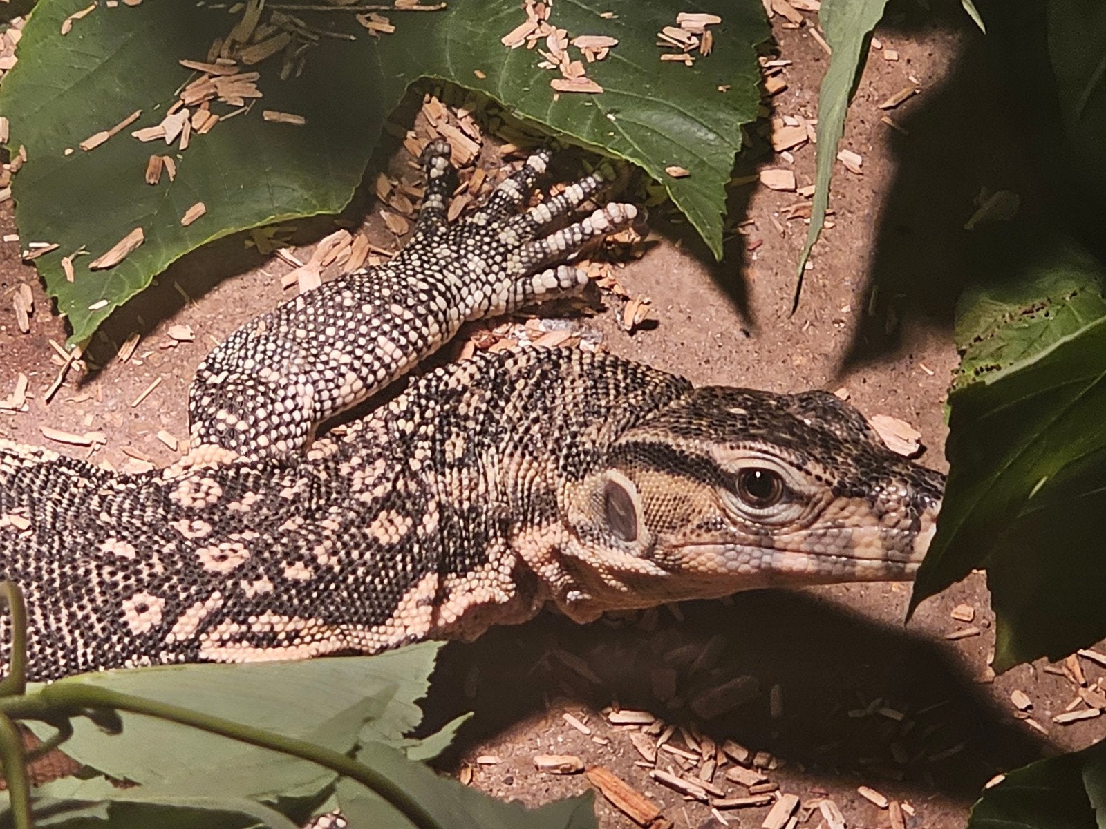 varaan/watervaraan, Dieren en Toebehoren, Overige soorten, 3 tot 6 jaar