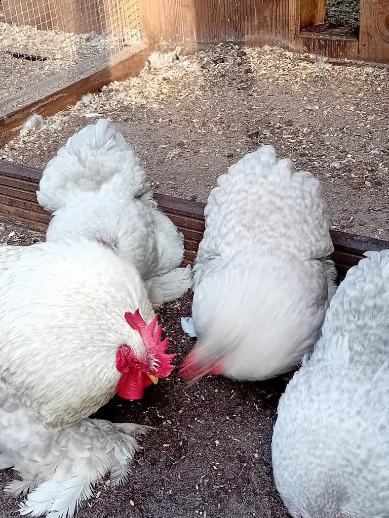 Broedeieren cochin krielen., Dieren en Toebehoren, Pluimvee, Geslacht onbekend, Kip