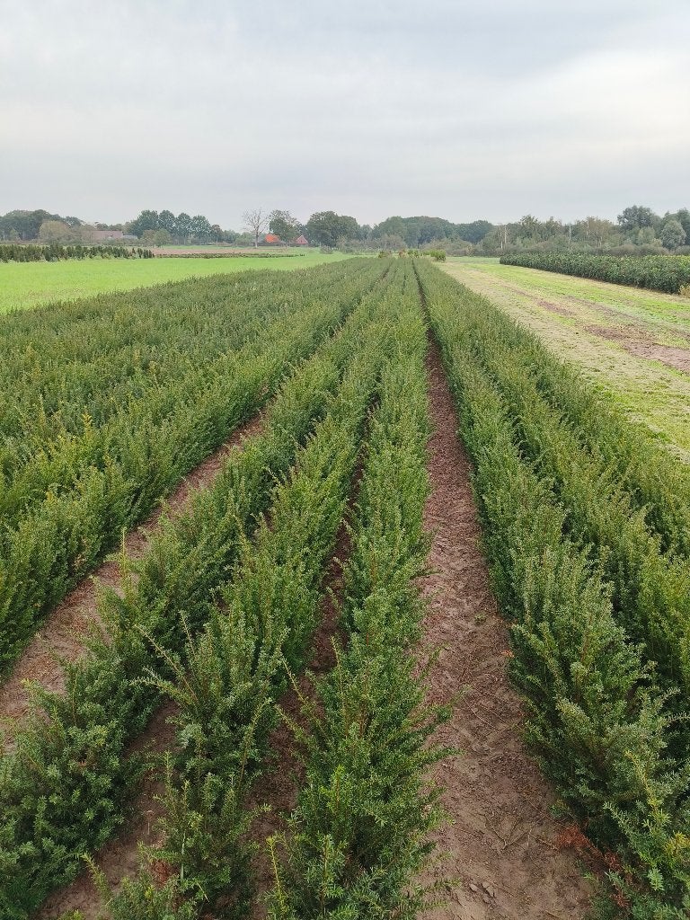 Taxus haagplanten, Ophalen, Taxus, Haag, Minder dan 100 cm