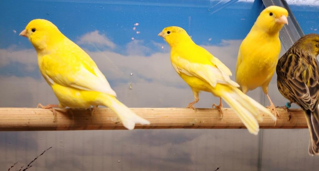 Kanaries diverse koppels., Dieren en Toebehoren, Meerdere dieren, Kleurkanarie