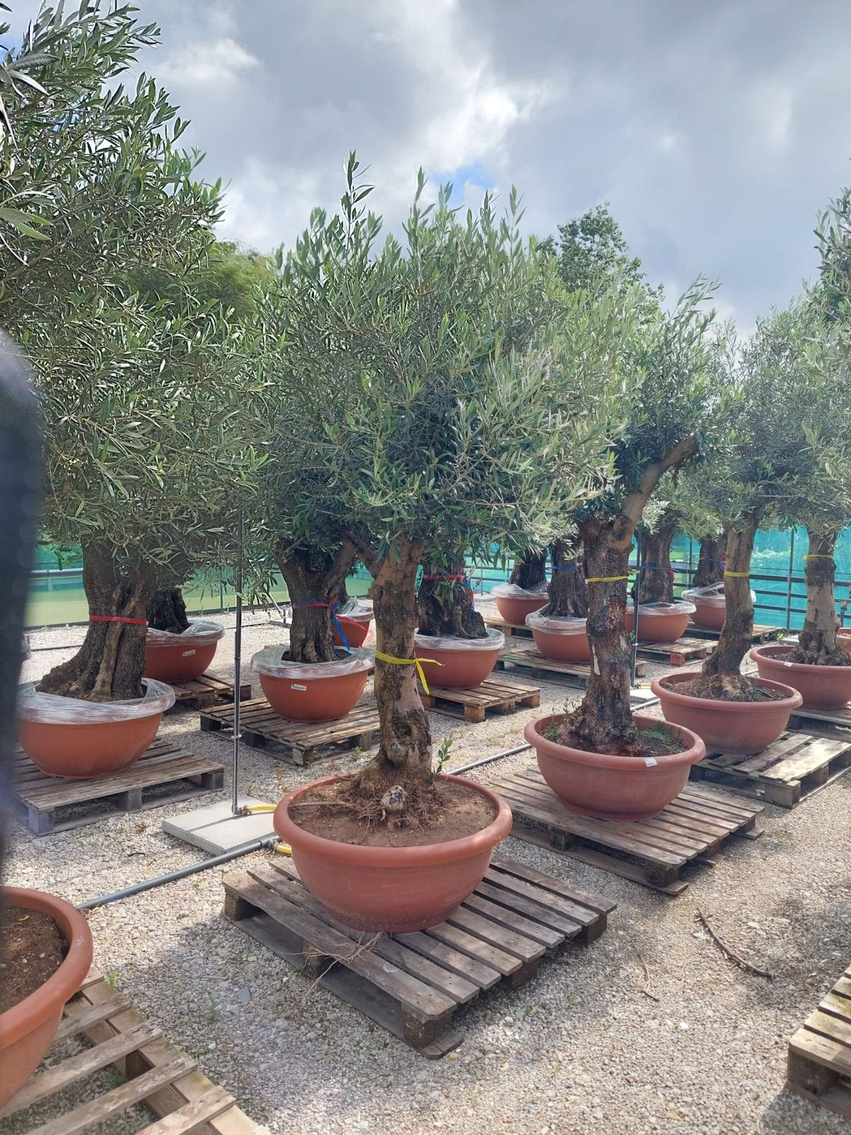 Olijfbomen nieuw binnen div maten modellen unieke bomen, Tuin en Terras, Planten | Bomen, Olijfboom, 250 tot 400 cm, Zomer, Ophalen
