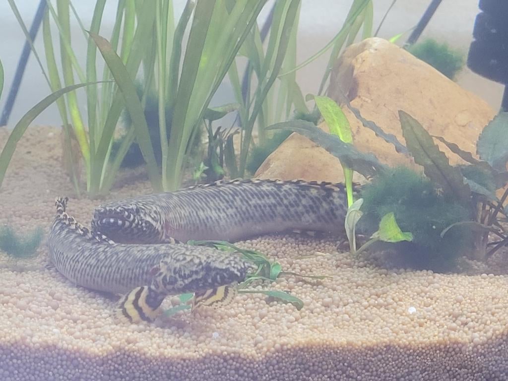 Polypterus Ornatipinnis - kwastvin snoek, Dieren en Toebehoren, Vissen | Aquariumvissen, Vis, Zoetwatervis