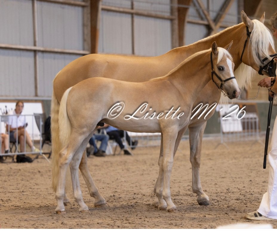 Haflinger hengst veulen in prijs verlaagd, Dieren en Toebehoren, Pony's, E pony (1.48m - 1.57m), Met stamboom, Dressuurpony, Niet van toepassing