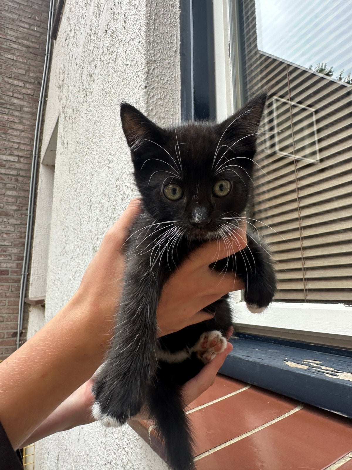 Kittens, 0 tot 2 jaar