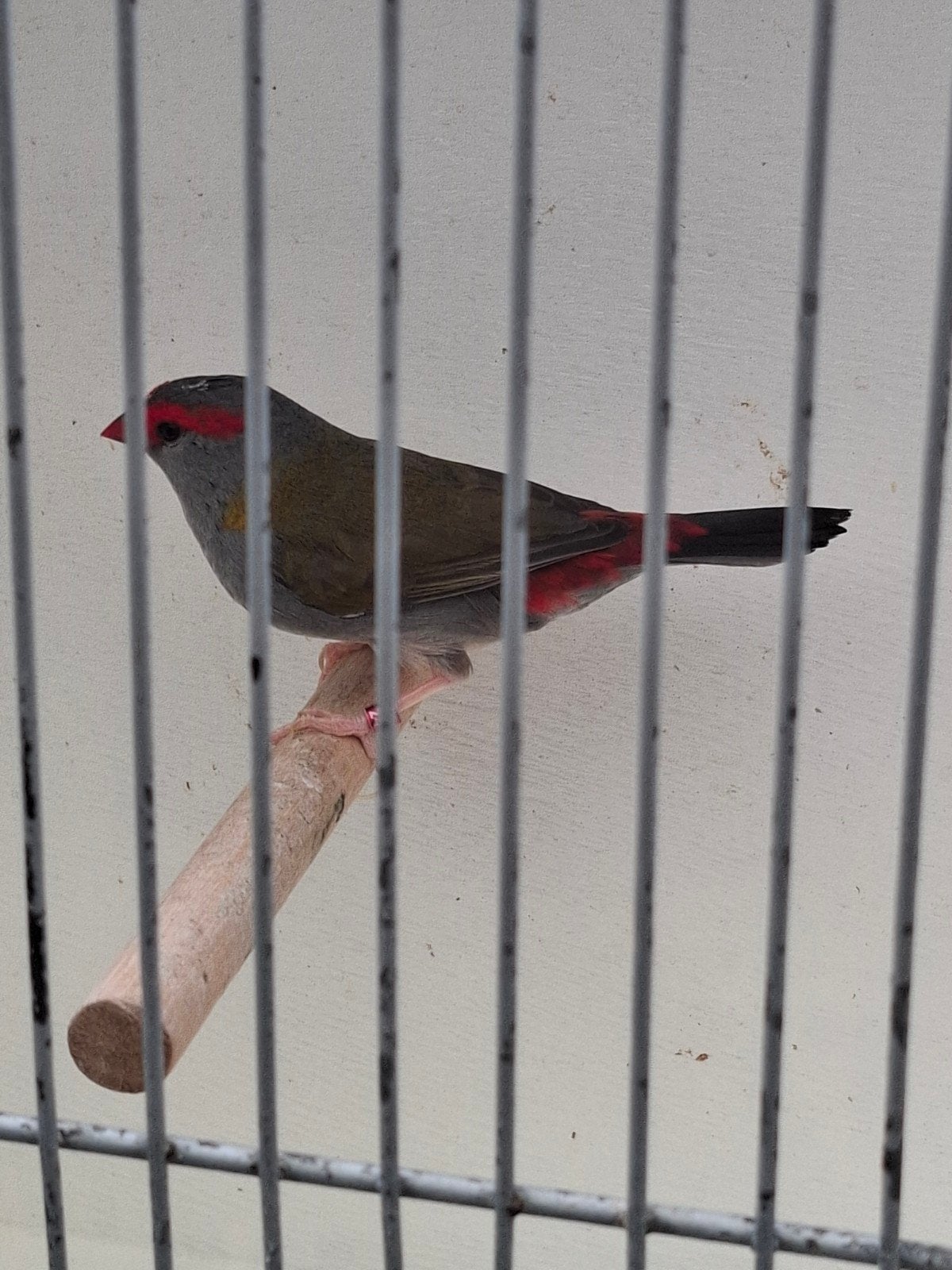 Te koop Doornastrilde man, Dieren en Toebehoren, Mannelijk, Geringd