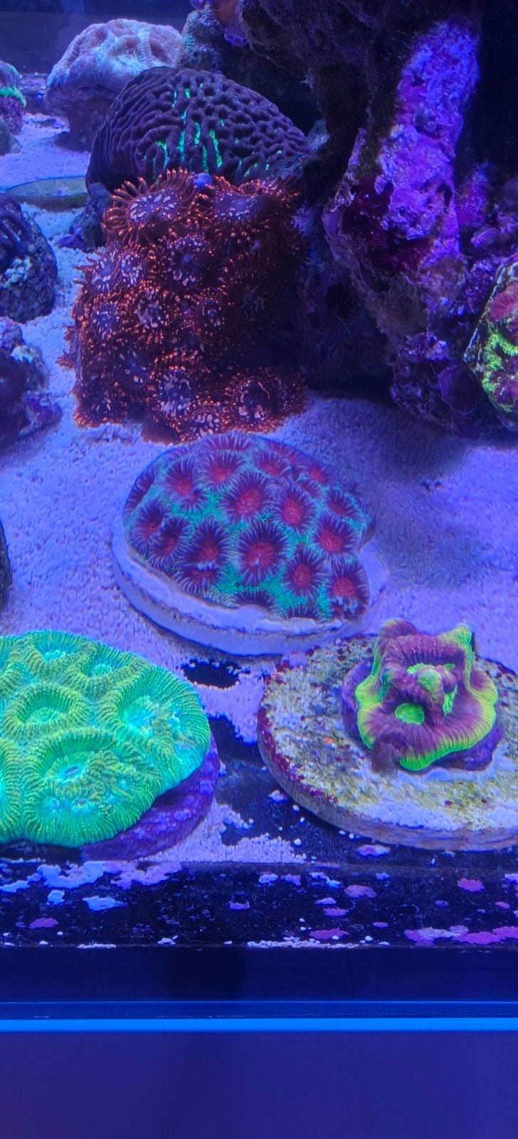 SPS & LPS koraal – Trachyphyllia, Torch, Montipora,Alveopora, Overige typen