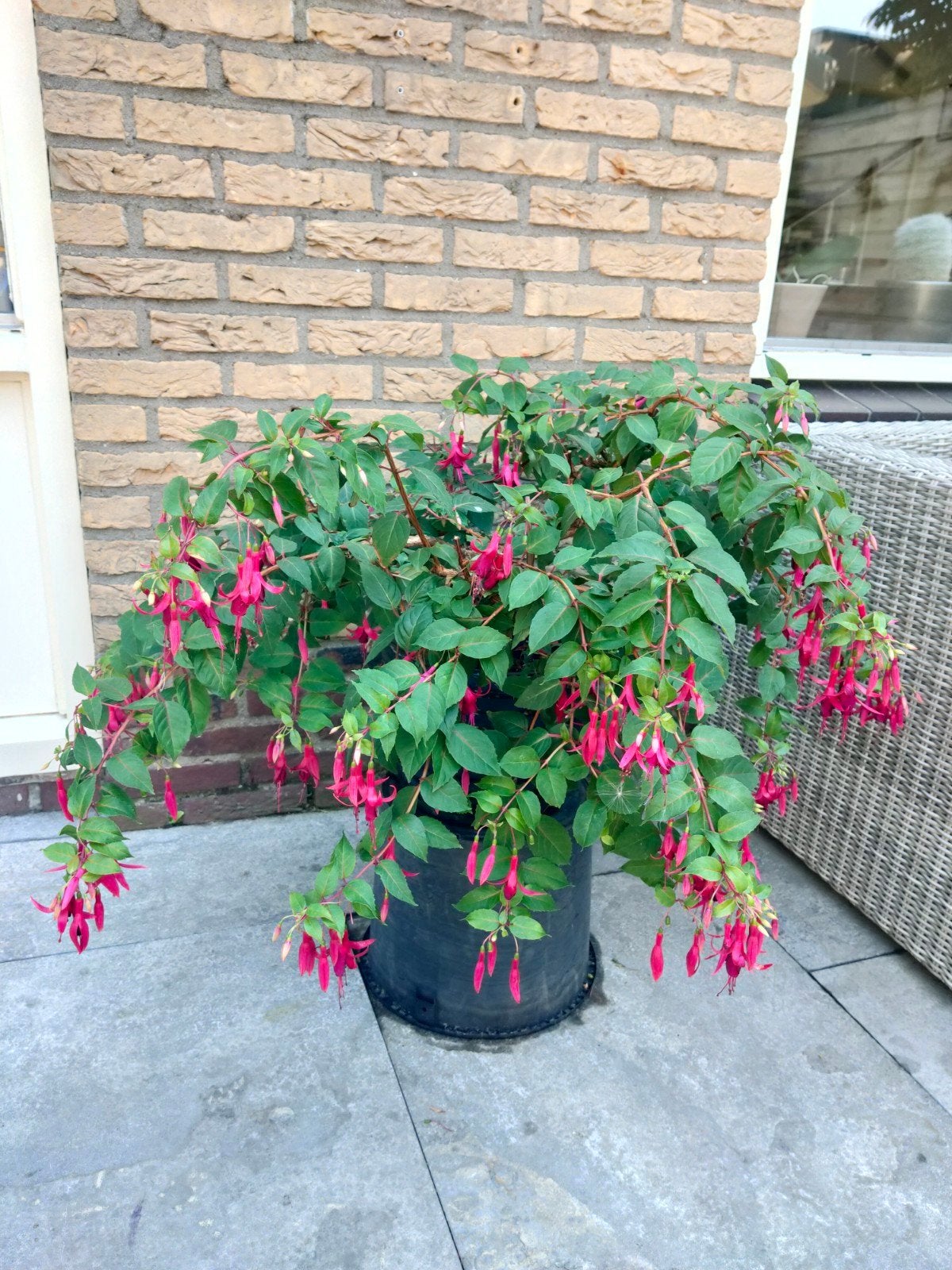 Fuchsia, Ophalen, Zo goed als nieuw, Rond, Minder dan 30 cm