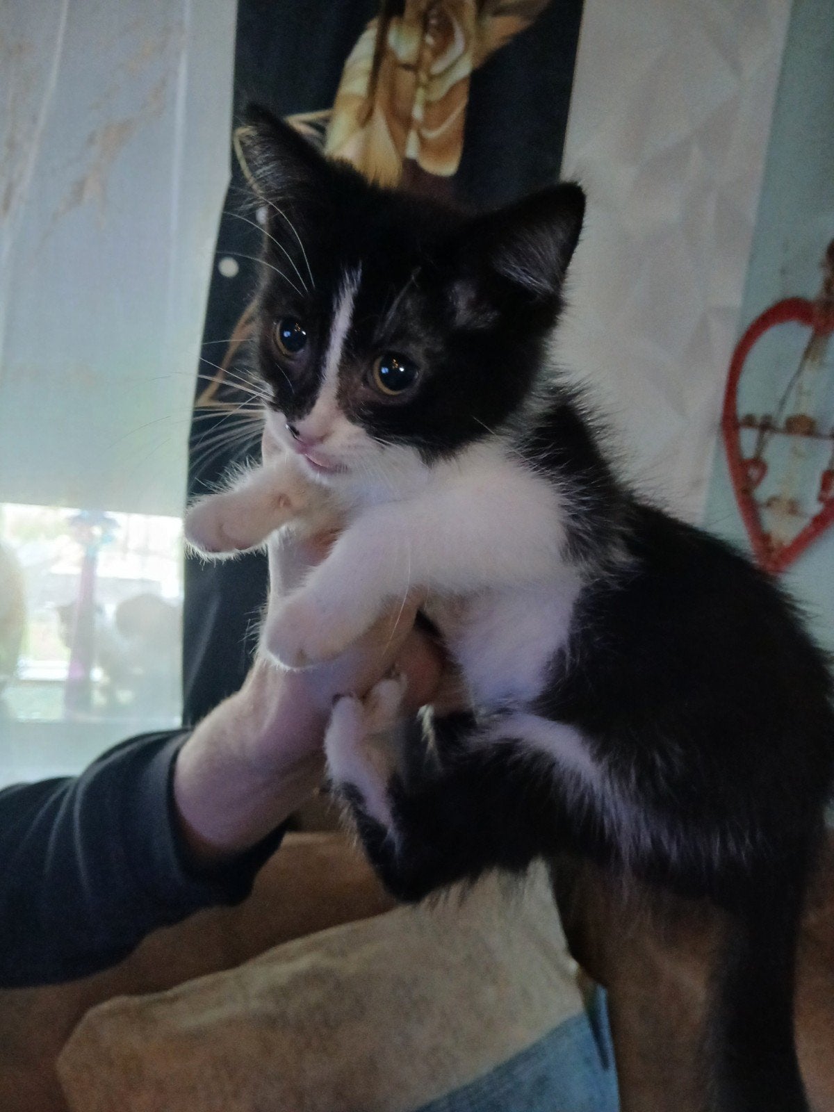 Kittens., Dieren en Toebehoren, Poes