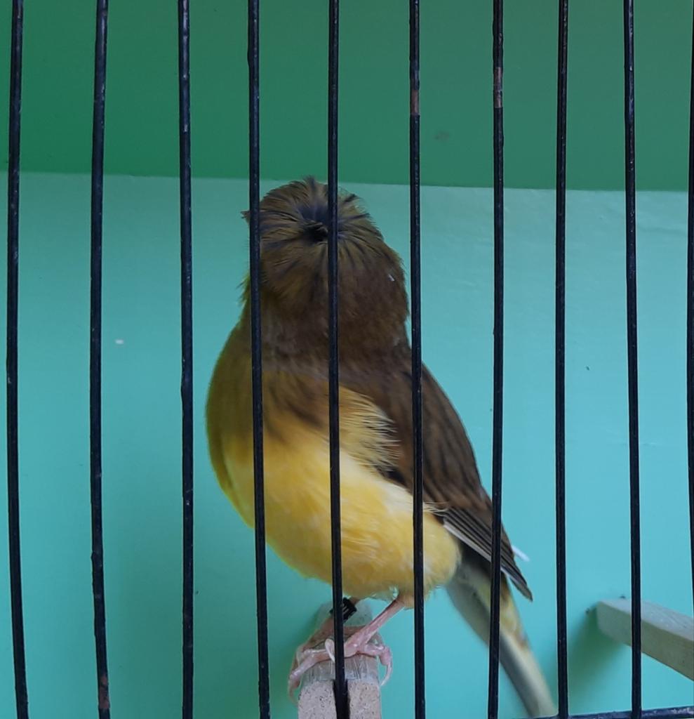 Groenbont intensief gloster kanarie kuif 2025, Dieren en Toebehoren, Vogels | Kanaries, Mannelijk, Postuurkanarie