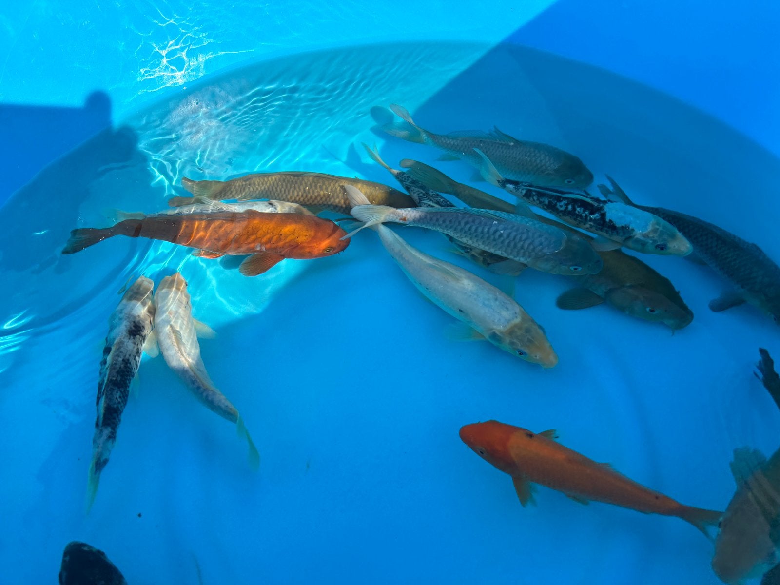 Kwaliteits Tosai Mix 18-30 Centimeter Japanse Bloedlijnen!, Dieren en Toebehoren, Vissen | Vijvervissen, Karper of Koi