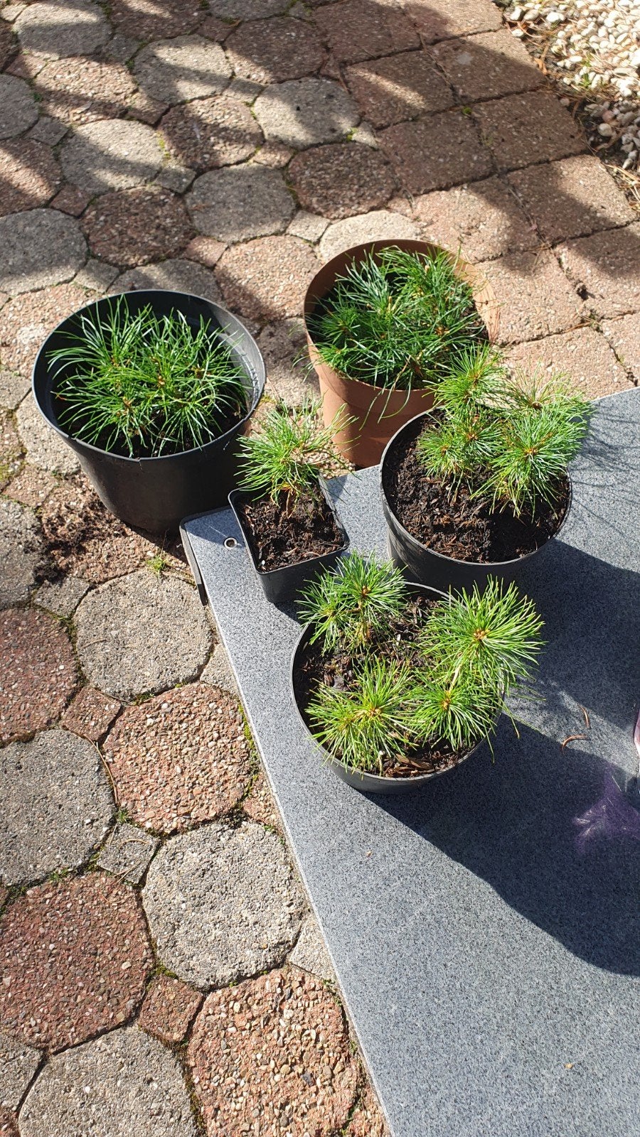 Japanse witte den, Pinus Parviflora Tempelhof, Ophalen, Overige soorten, Halfschaduw