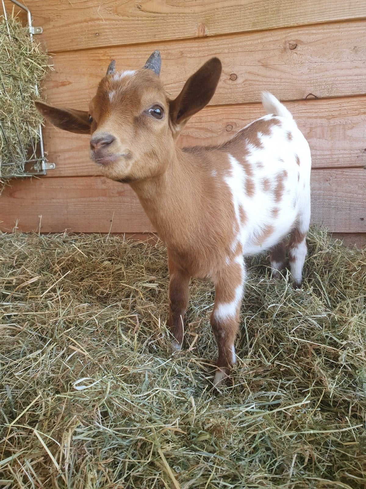 Te koop: twee gecastreerde handtamme dwerggeit bokjes, Dieren en Toebehoren, Schapen, Geiten en Varkens, Mannelijk, Geit, 0 tot 2 jaar