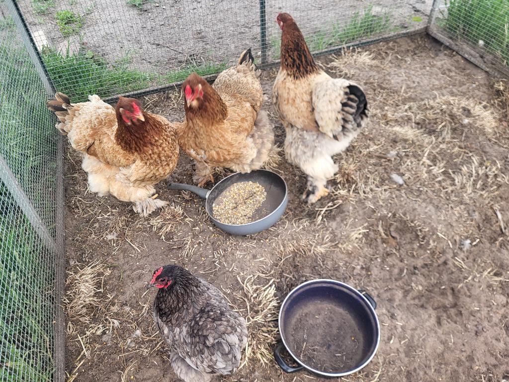 Toom bramha”s, Meerdere dieren, Kip