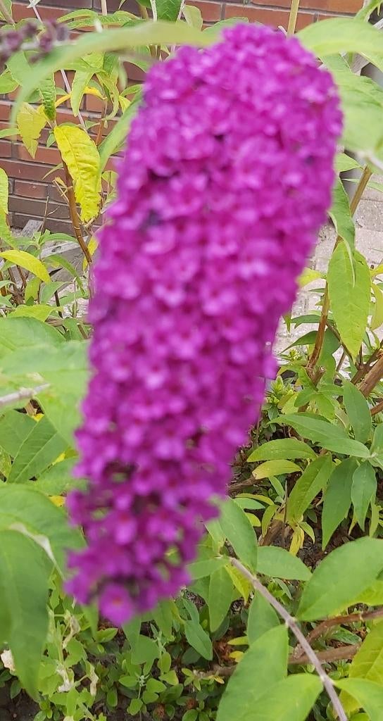 Paarse Vlinderstruik, Volle zon, Vaste plant, Zomer, Ophalen