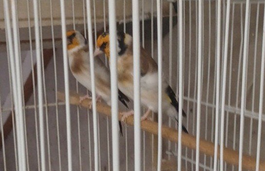 majoor putter koppel beiden van 2022, Dieren en Toebehoren, Meerdere dieren, Wildzangvogel
