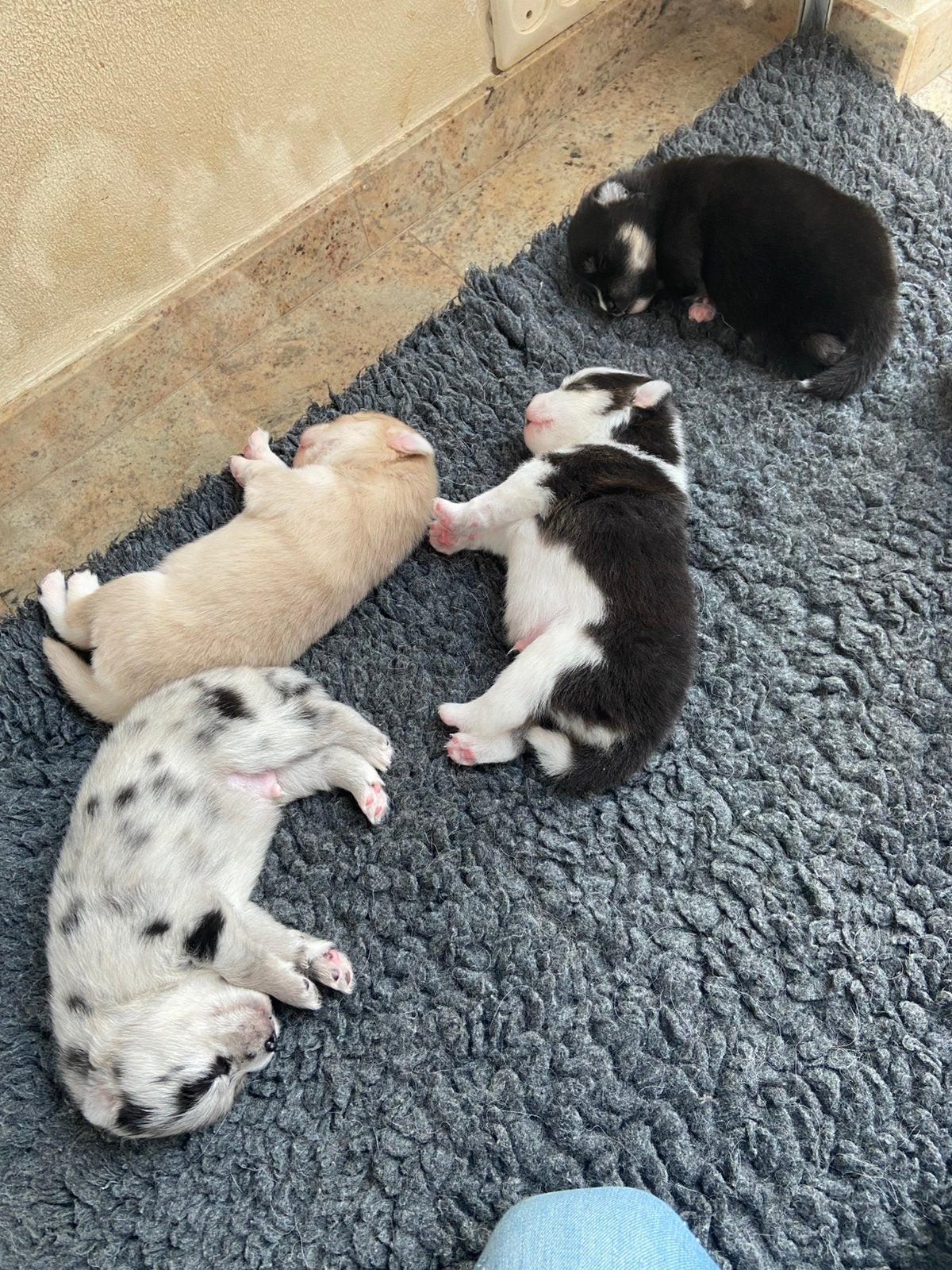prachtige F2 pomsky pups met epr stamboom !, Parvo, Overige rassen, 8 tot 15 weken, Meerdere