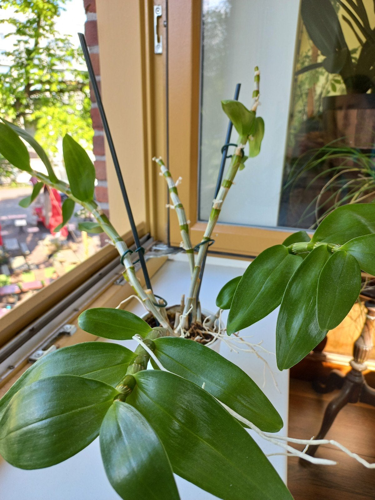 Dendrobium nobile orchidee, Ophalen, Overige soorten, Halfschaduw, Minder dan 100 cm