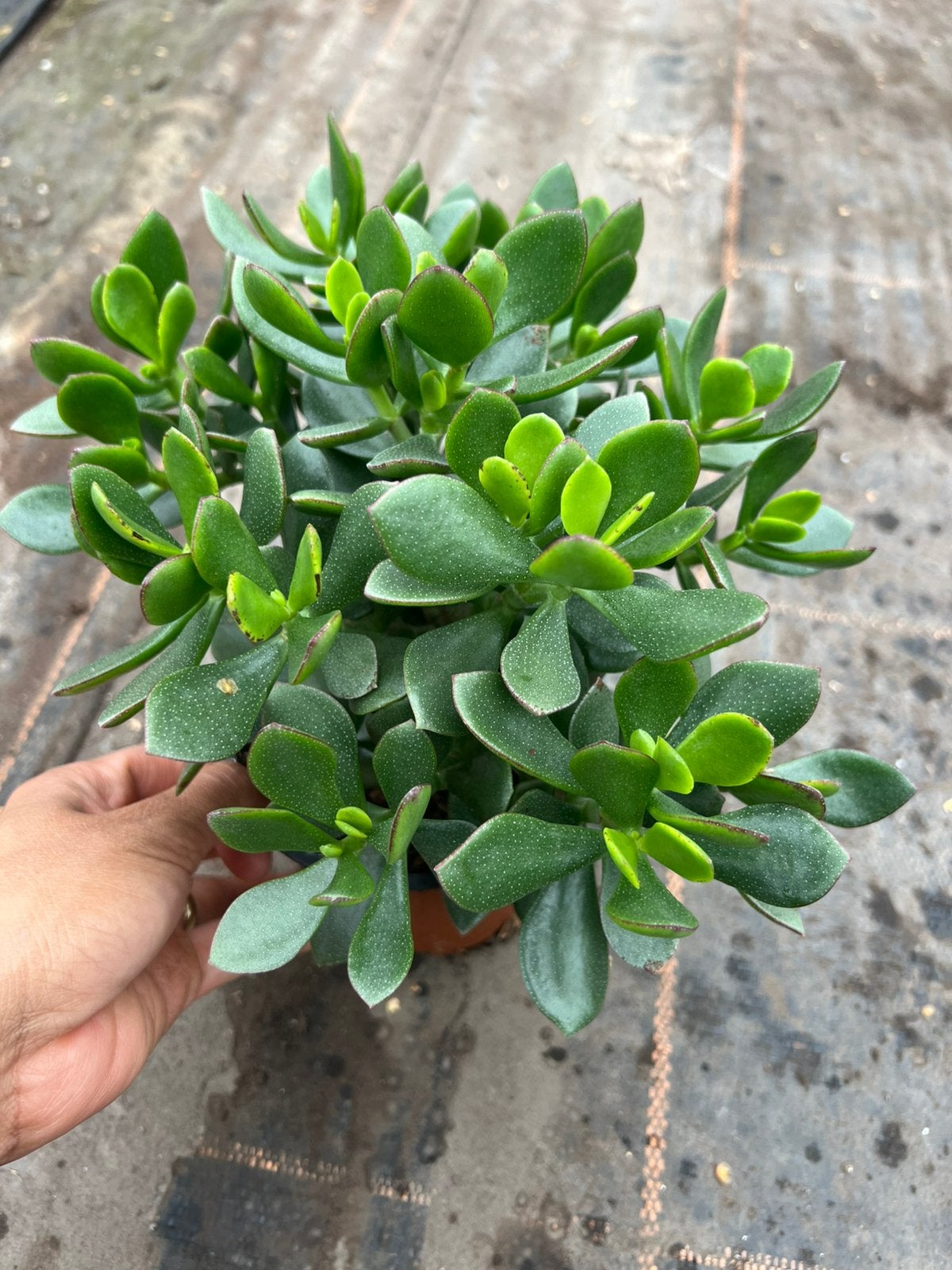 Jadeplant/mobey tree pot12, Huis en Inrichting, Ophalen of Verzenden