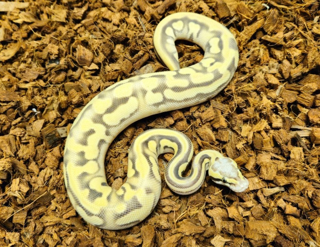LAST MINUTE HOUTEN DEALS - Diverse koningspythons Ball Python photo 7