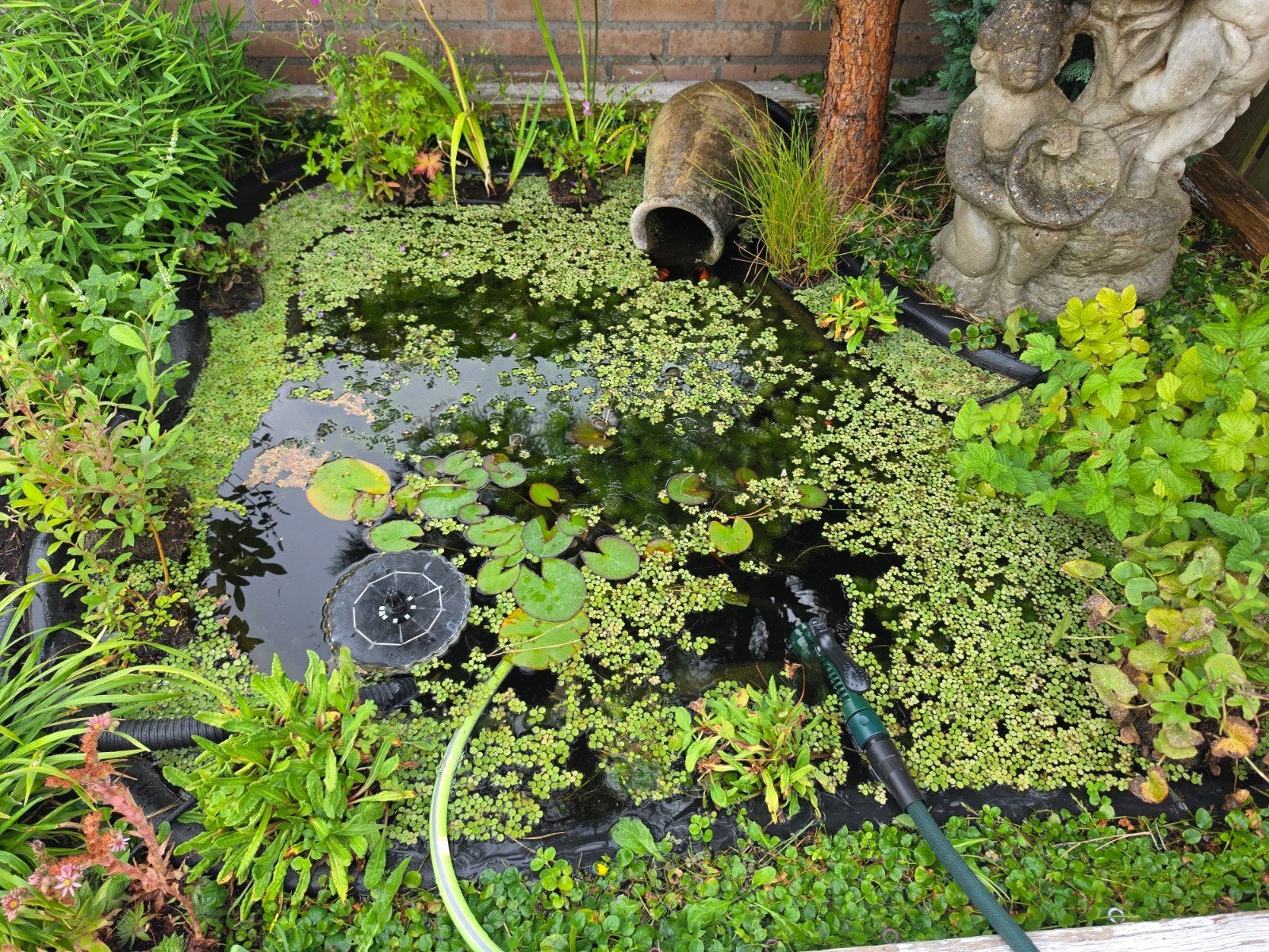 Veelwortelig kroos (Spirodela polyrhiza) voor vijver, Tuin en Terras, Ophalen