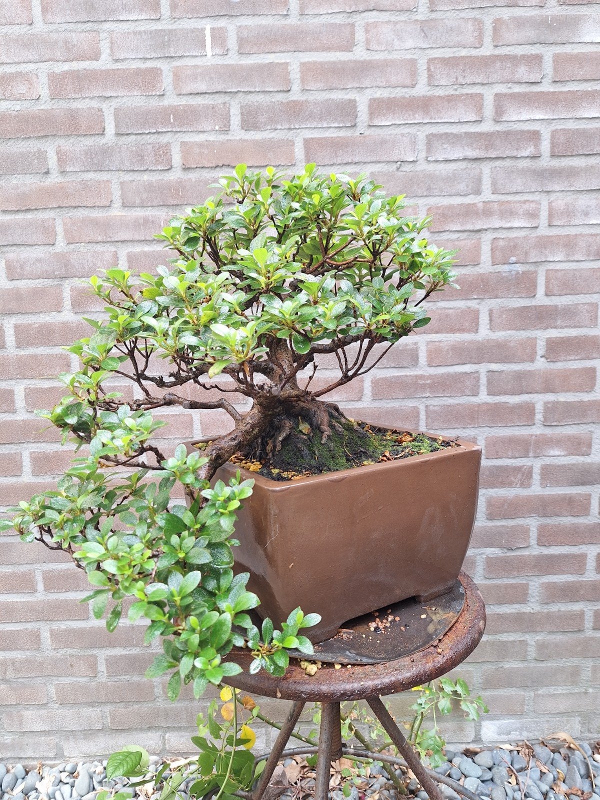 Bonsai Azalea cascade-stijl (hoger segment), Ophalen, Lente, Overige soorten, Volle zon