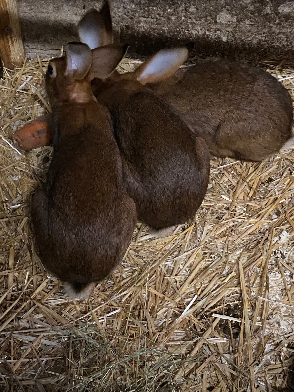Belchiche hazen te koop, Dieren en Toebehoren