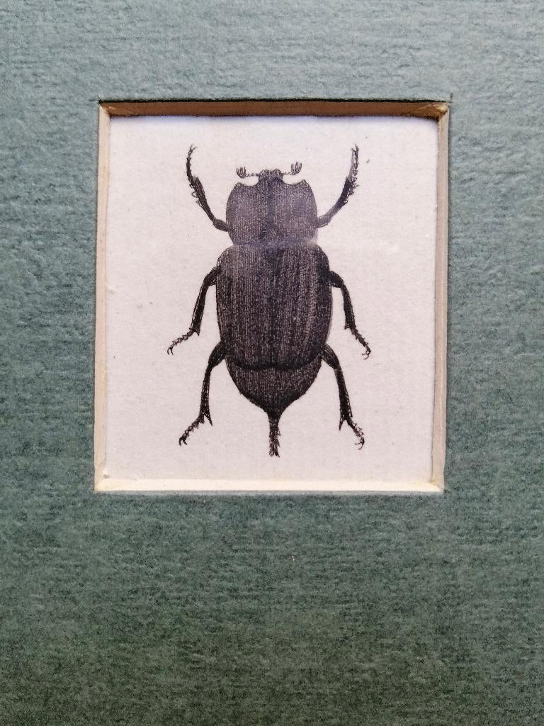 Franse kopergravure insect -Entomologie prent - 1799, Antiek en Kunst, Ophalen of Verzenden