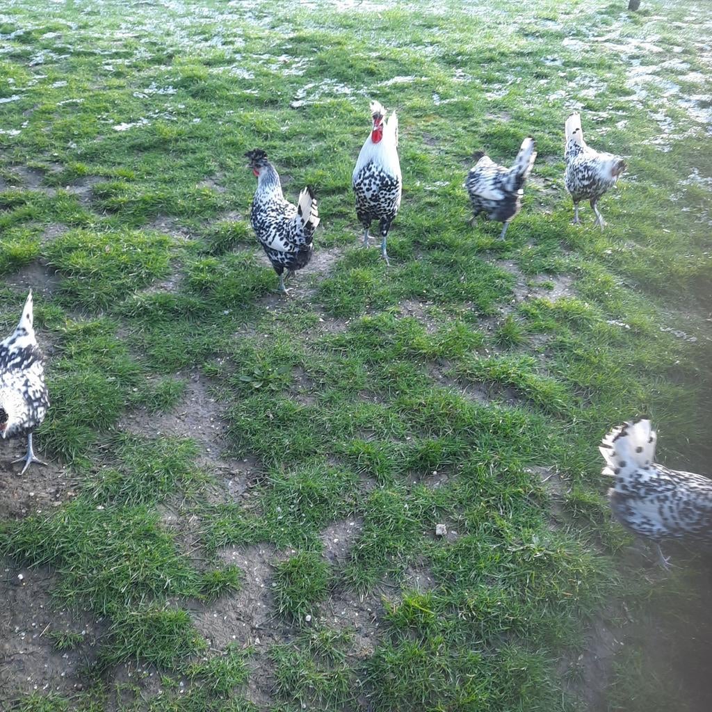 Appenzeller spitskuif, Dieren en Toebehoren, Pluimvee, Meerdere dieren, Kip