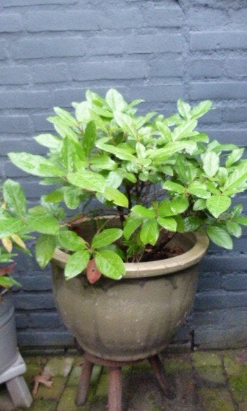 grote bloempot keramiek met vaste planten, Ophalen, Gebruikt, 40 cm of meer, Rond