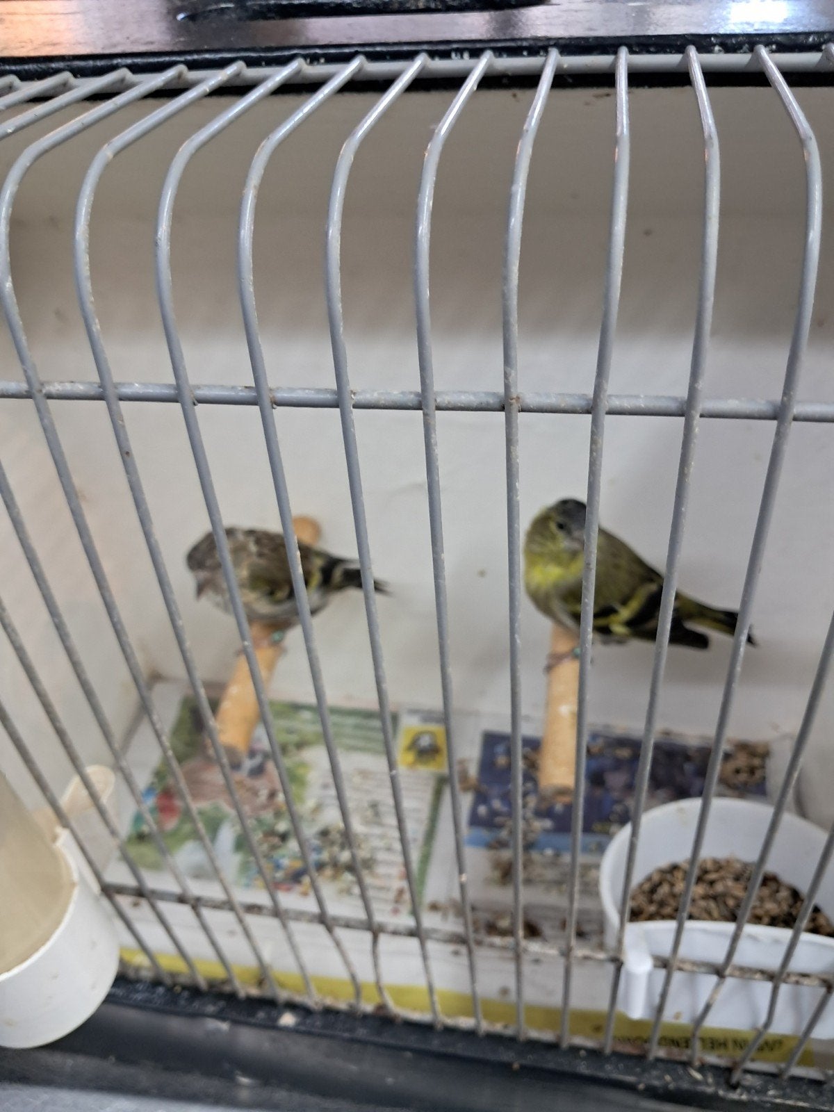 sijsen, Dieren en Toebehoren, Meerdere dieren, Wildzangvogel, Geringd