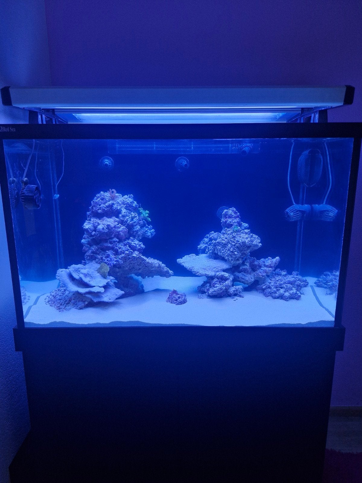Gezocht Inhoud zeeaquarium, Dieren en Toebehoren, Ophalen, Gevuld zeewateraquarium