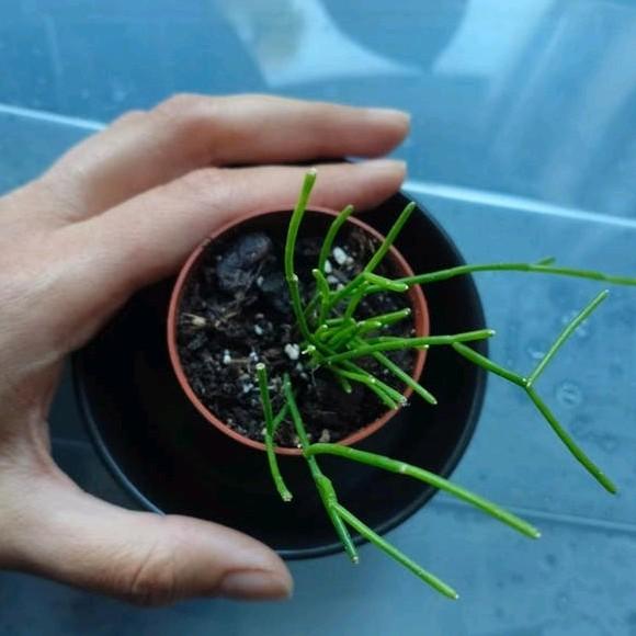 Rhipsalis plantje, Ophalen, Halfschaduw, Minder dan 100 cm
