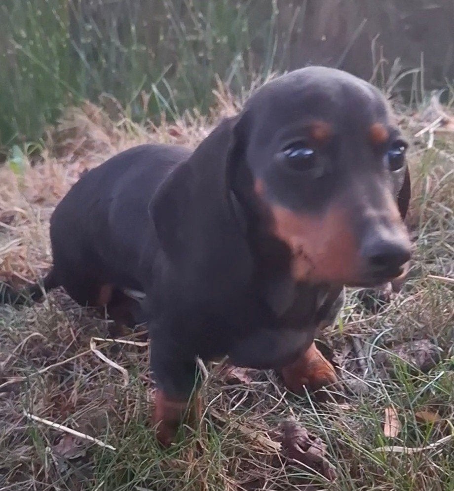 Dwergteckel pups, Parvo, 8 tot 15 weken, Korthaar, Dwerg