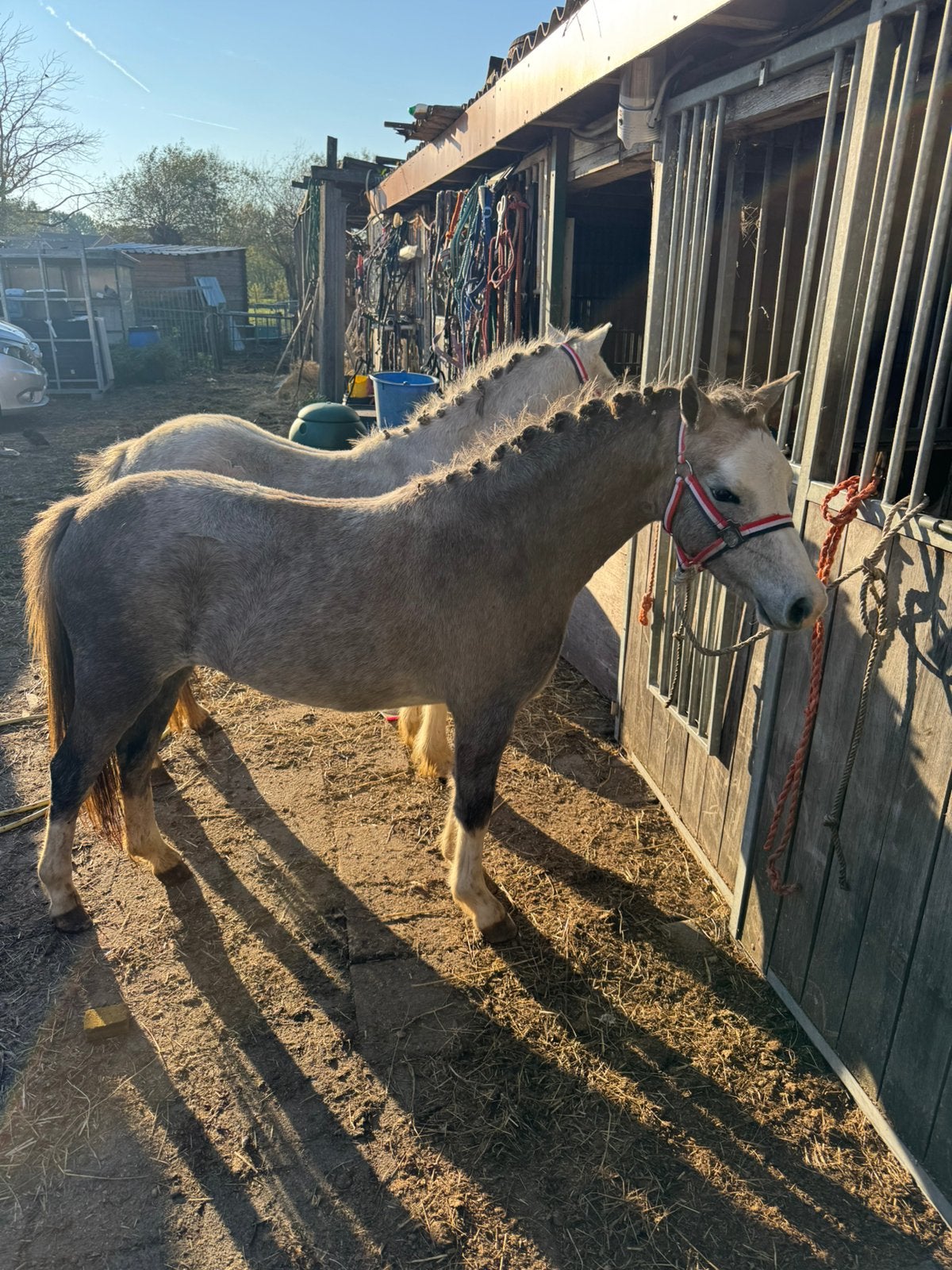 Leuke Wehls pony’s, Merrie, Met stamboom, Niet van toepassing, 0 tot 2 jaar