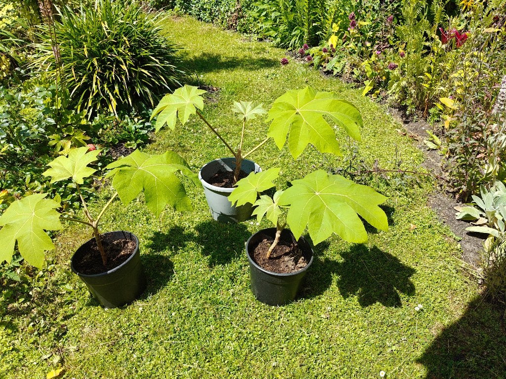 Rijspapierplant, Vaste plant, Halfschaduw, Herfst, Ophalen