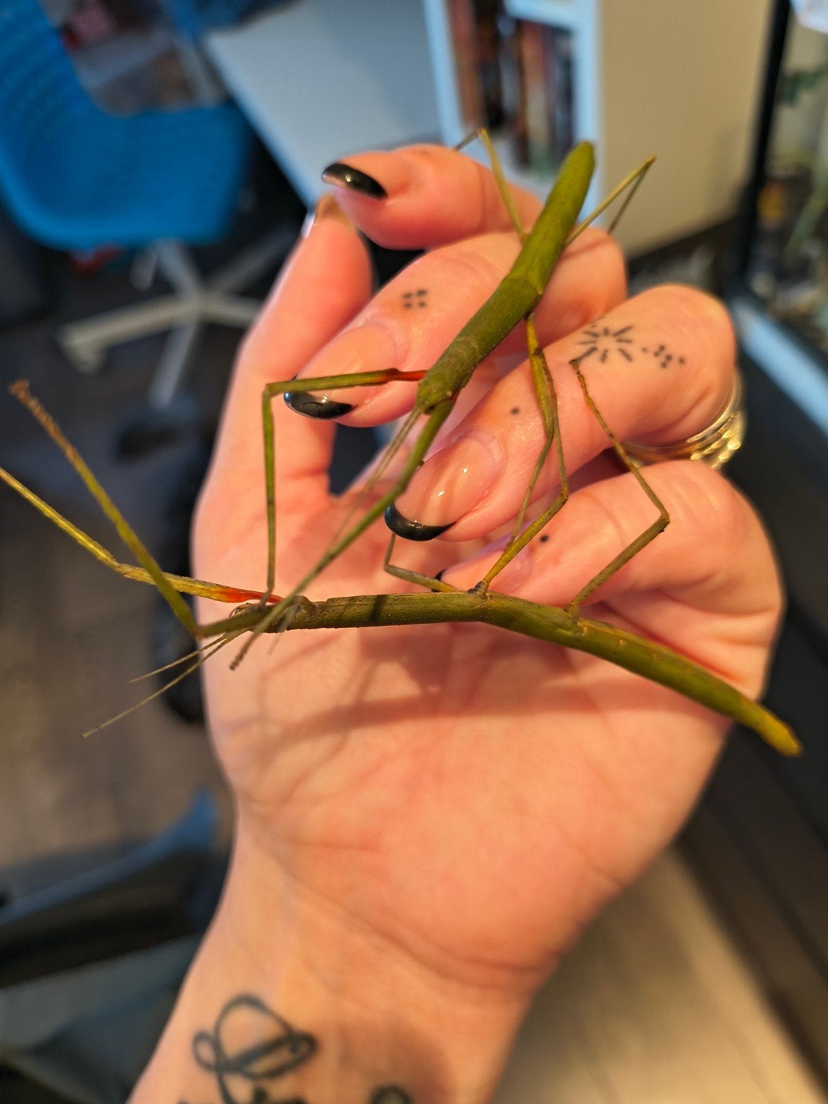 wandelende takken, Dieren en Toebehoren, Overige soorten, 0 tot 2 jaar