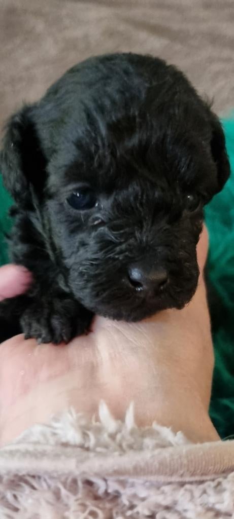 Toypoedel pup, Poedel, Parvo, 8 tot 15 weken, Teef
