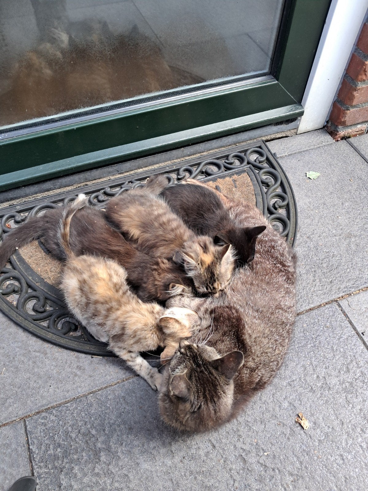 4 kittens aangeboden, Meerdere dieren, Kortharig, 0 tot 2 jaar