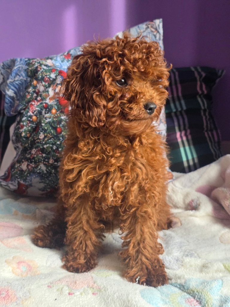 Poedel toy, Dieren en Toebehoren, Poedel, Particulier, 15 weken tot 1 jaar, Reu