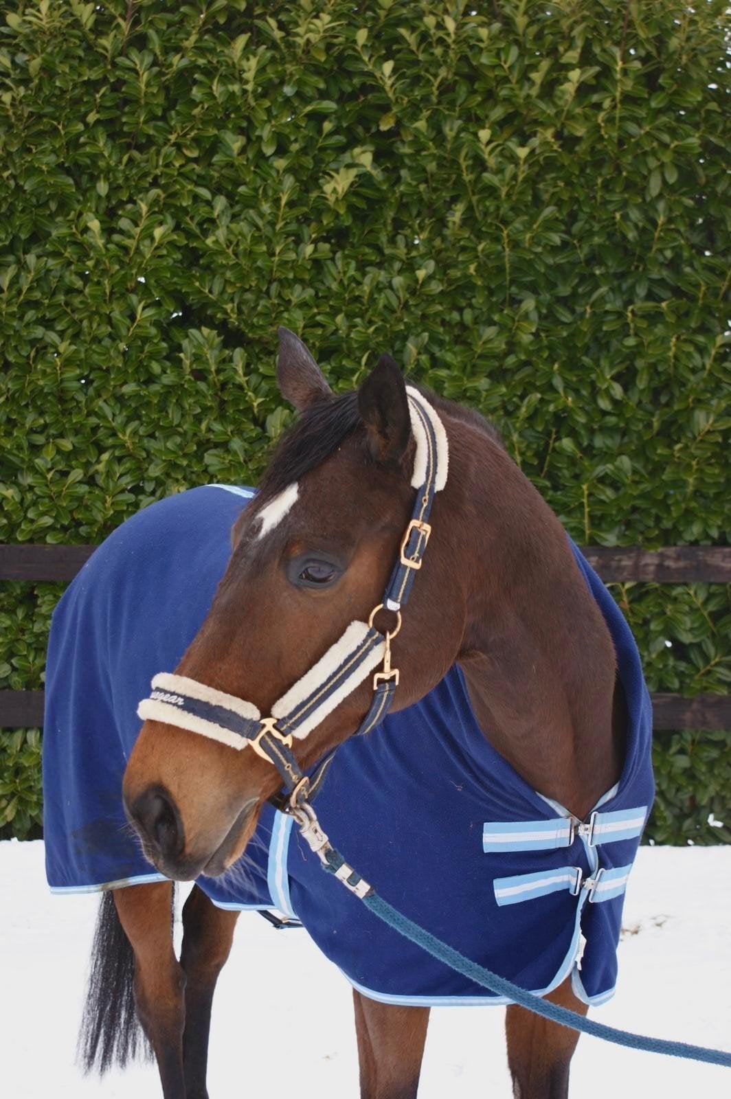 Zeer brave 9-jarige ruin, Dieren en Toebehoren, Paarden, Gechipt, B, Ruin, Dressuurpaard