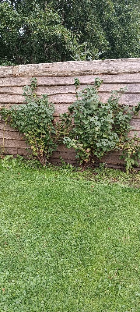 Zwarte bessenstruik, Tuin en Terras, Ophalen, Minder dan 100 cm, Overige soorten, Volle zon