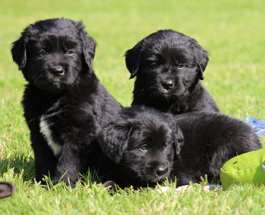 Boulab pups ( Labrador x Berner Sennen ), België, CDV (hondenziekte), 8 tot 15 weken, Labrador retriever