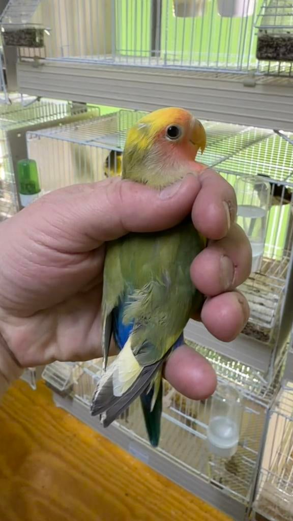 Jonge agapornis roseicollis 2026, Dieren en Toebehoren, Vogels | Parkieten en Papegaaien, Meerdere dieren, Dwergpapegaai of Agapornis